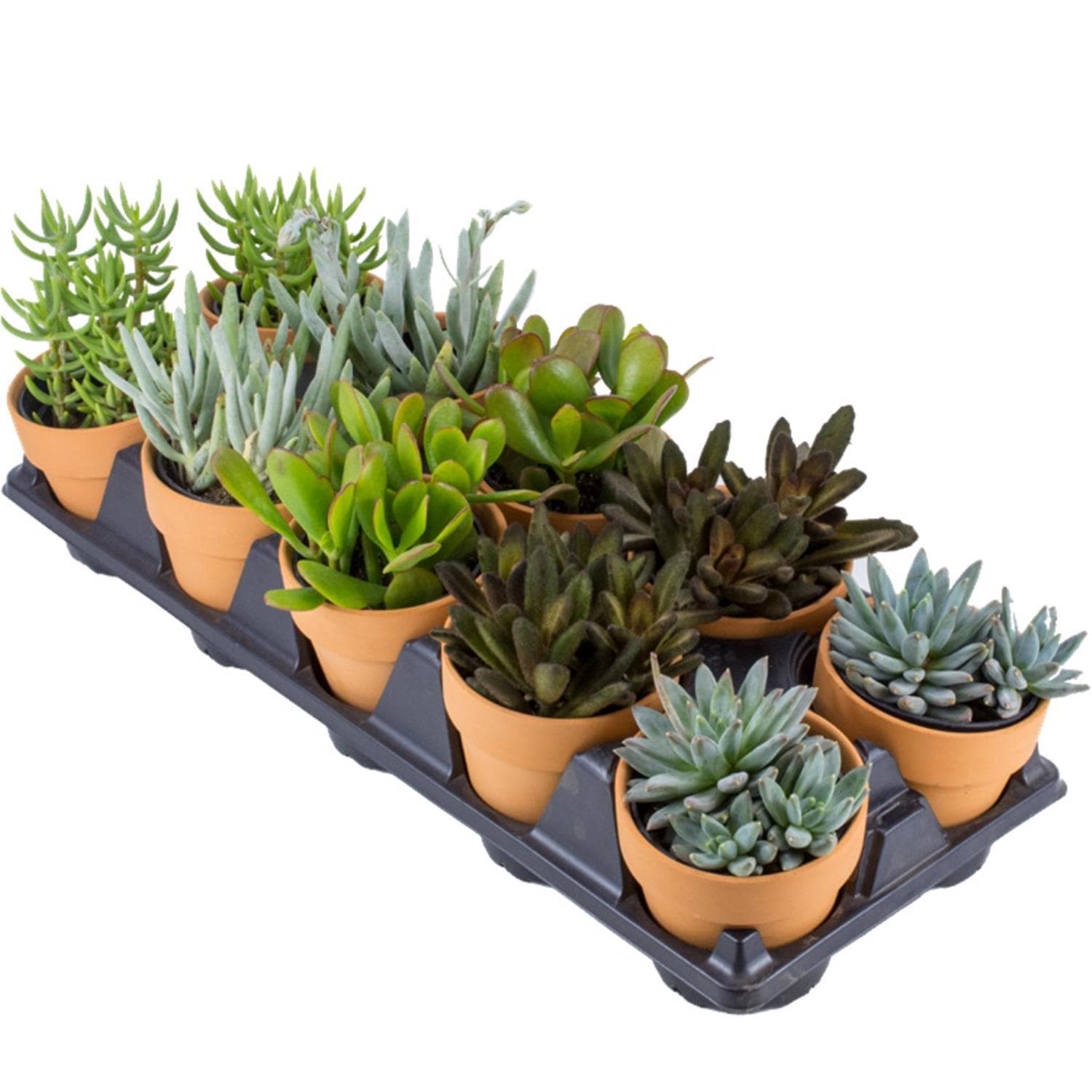 Live Plants