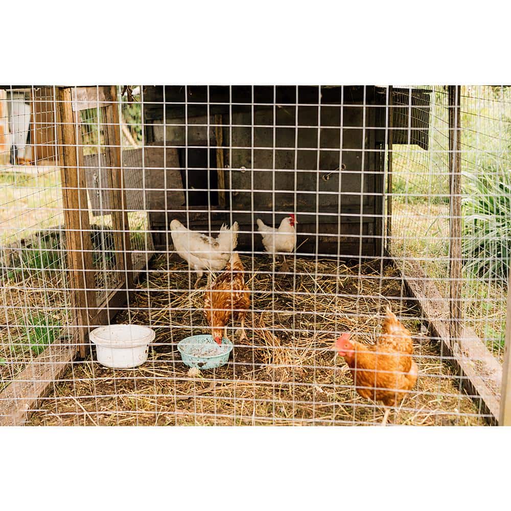 GOGEXX 1/4 in. x 48 in. x 100 ft. Hardware Cloth 23-Gauge Wire Mesh Fence Chicken and Rabbit Cage Garden and Plant Support (2)